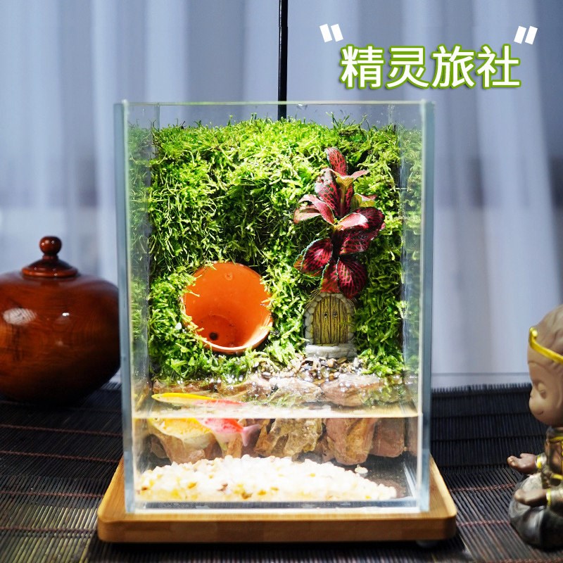 养鱼小生态鱼缸苔藓微景观生态缸造景植物玻璃瓶桌面森林全套雨林图片
