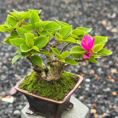 精品塔紫小桃红小老桩三角梅盆景小茶宠摆件