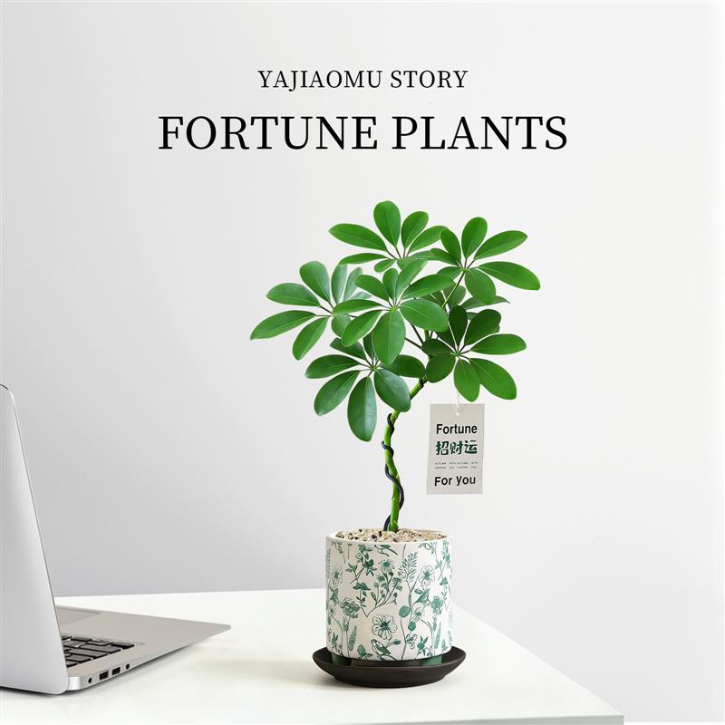 造型鸭脚木盆栽八方来财鸭掌木办公室内桌面绿植物高级感客厅摆件图片