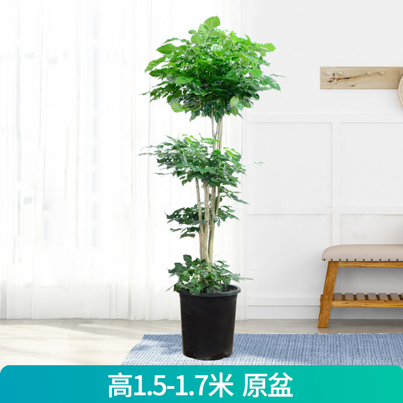 5层幸福树绿宝盆栽客厅办公室网红吸甲醛绿植室内大型室内植物ZB