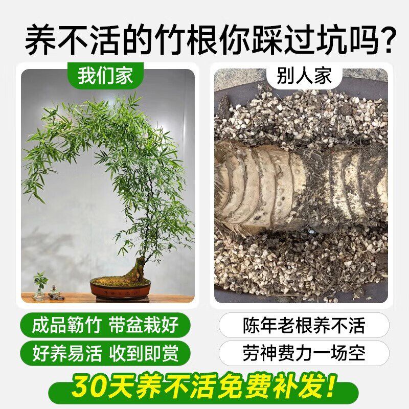 小叶簕竹盆栽室内客厅大型绿植茶桌好养竹子富贵竹植物高端书房