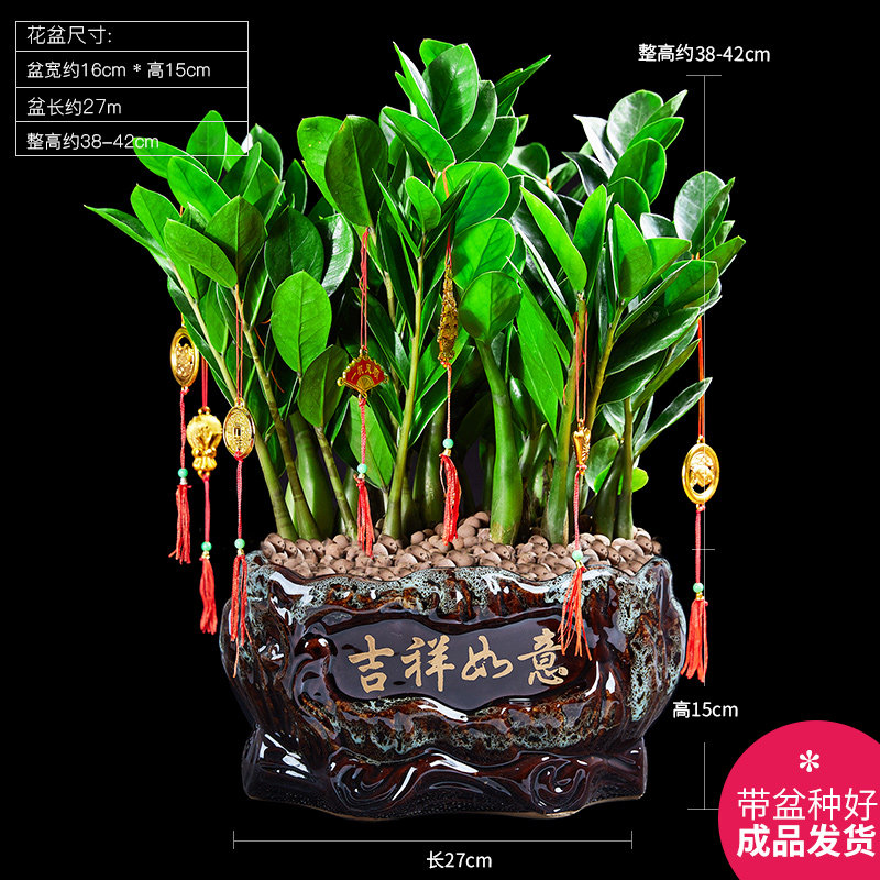 发财树盆栽室内客厅桌面小盆景大发财树苗招财树吸甲醛植物金钱树