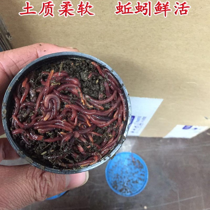 鲜活红蚯蚓活体活饵盒装鱼饵野钓鲫鱼饵料龟粮钓鱼散装饵太平二号