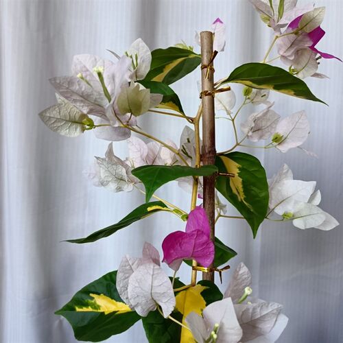 (金心双色)三角梅勤花品种,花叶共赏
