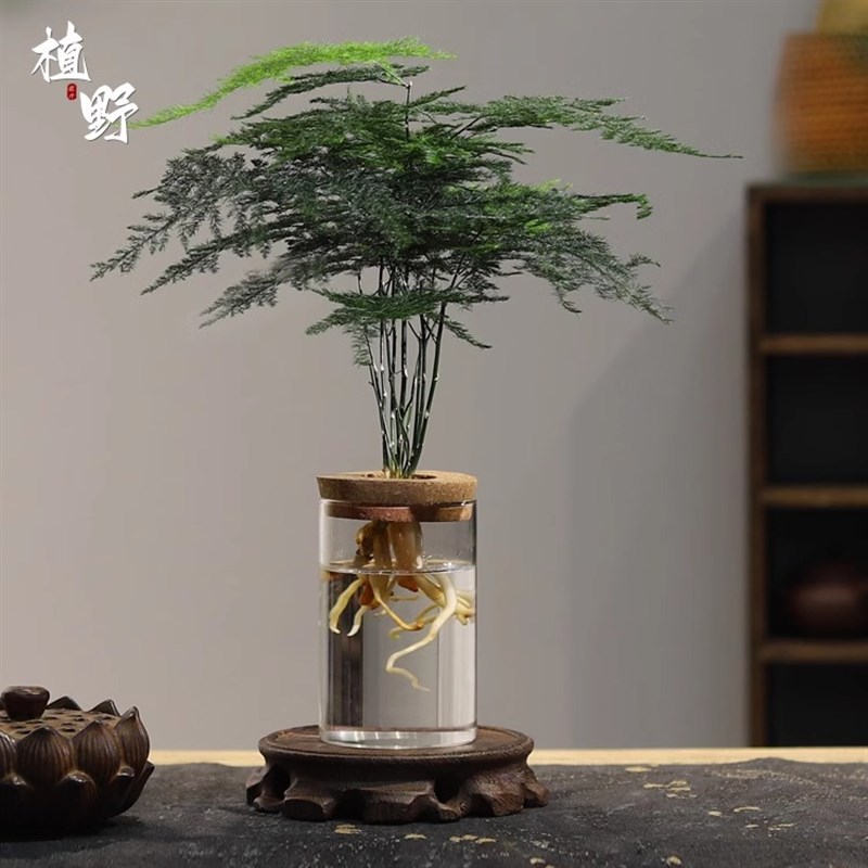 文竹水培室内植物好养室内盆栽办公室懒人水养绿植易活高端花卉