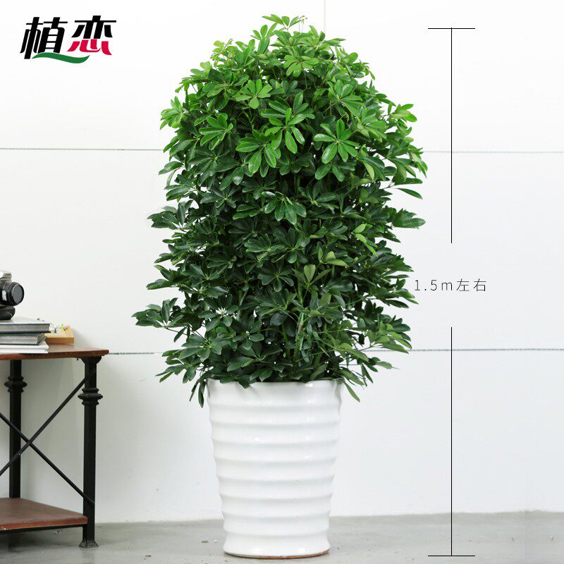 八方来财 鹅掌柴发财树大植物开业盆栽盆景 鸭脚木招财树苏州上海