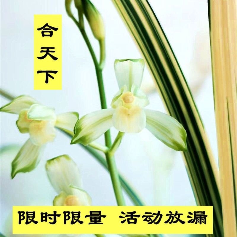 新品上架建兰合天下高端花艺双全稀有浓香型耐寒室内兰花盆栽绿植