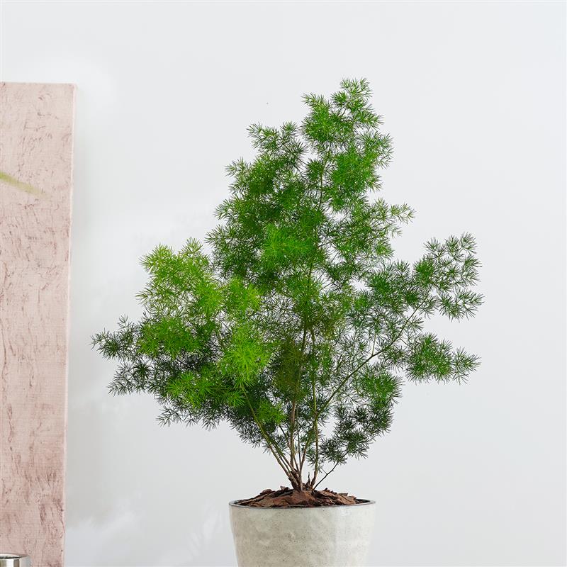 蓬莱松盆栽植物室内老桩花卉绿植净化空气好养活客厅迎客松小盆景