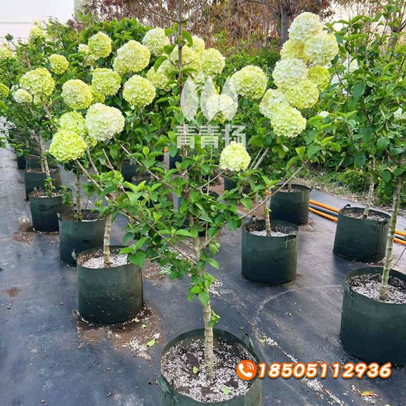 中华木绣球树苗大花斗球风景大树别墅庭院地栽木本老桩盆栽耐寒树
