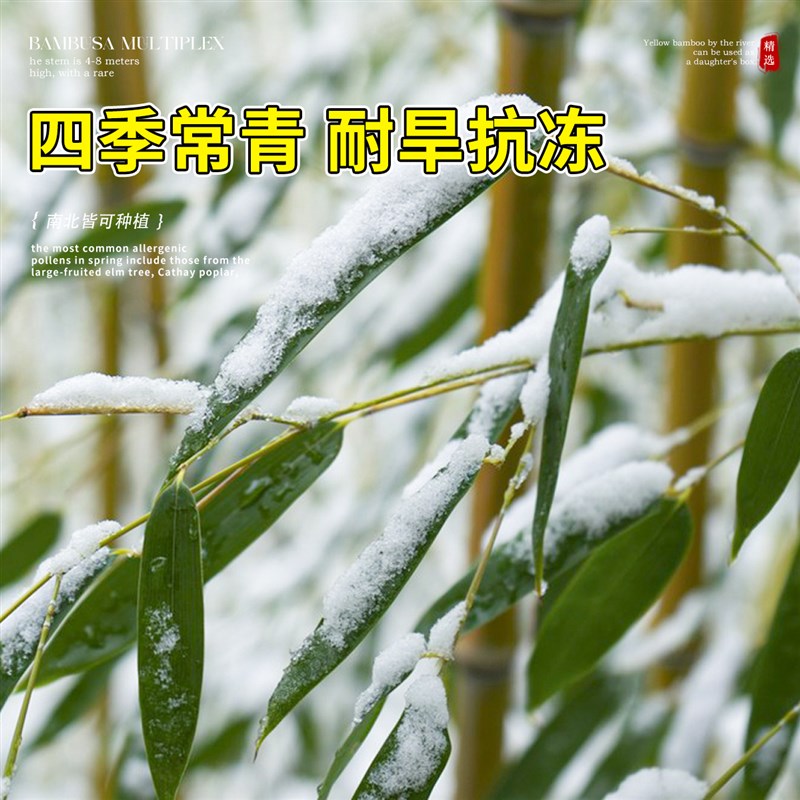 丛生慈孝竹盆栽苗绿植庭院室外景观竹子苗南北方青竹四季好养植物