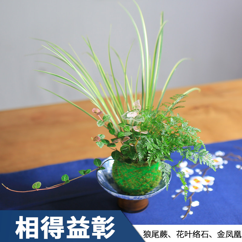 苔藓球水培植物室内盆栽创意狼尾蕨好养办公室菖蒲苗盆栽蕨类绿植