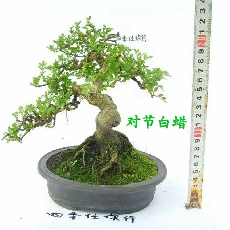 13年老店微型小树桩造型盆景附抱石对节白蜡矮霸悬崖拇指一物一拍