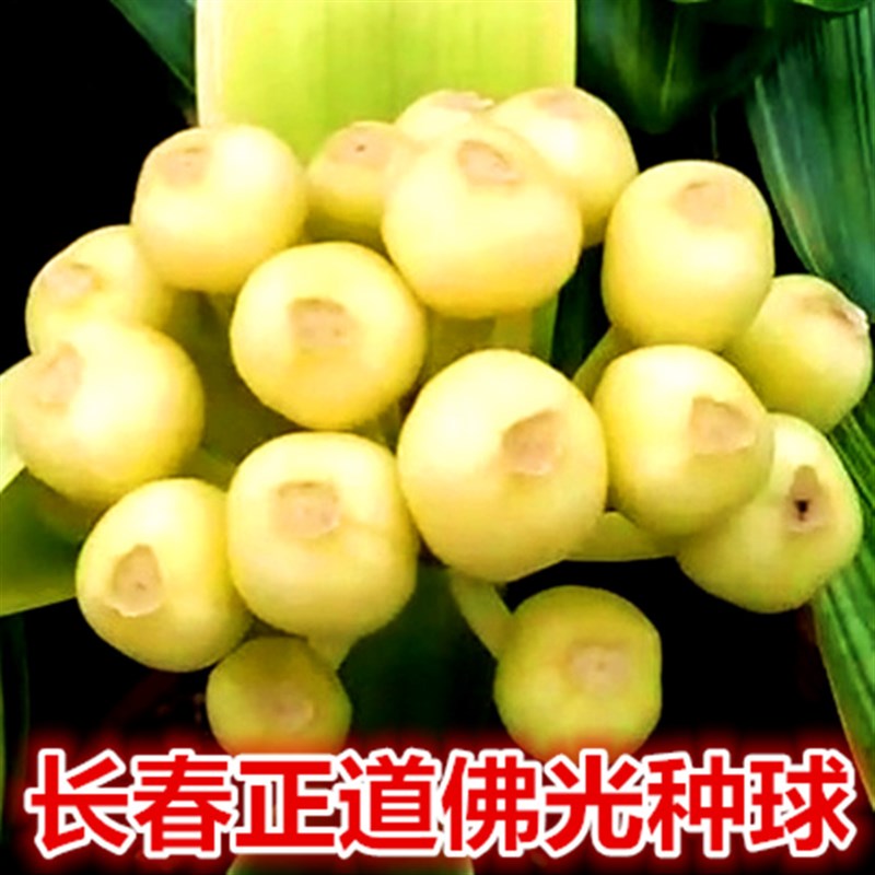 长春精品君子兰 佛光彩兰小苗 宽短叶圆头鸳鸯覆轮彩高端盆栽花卉