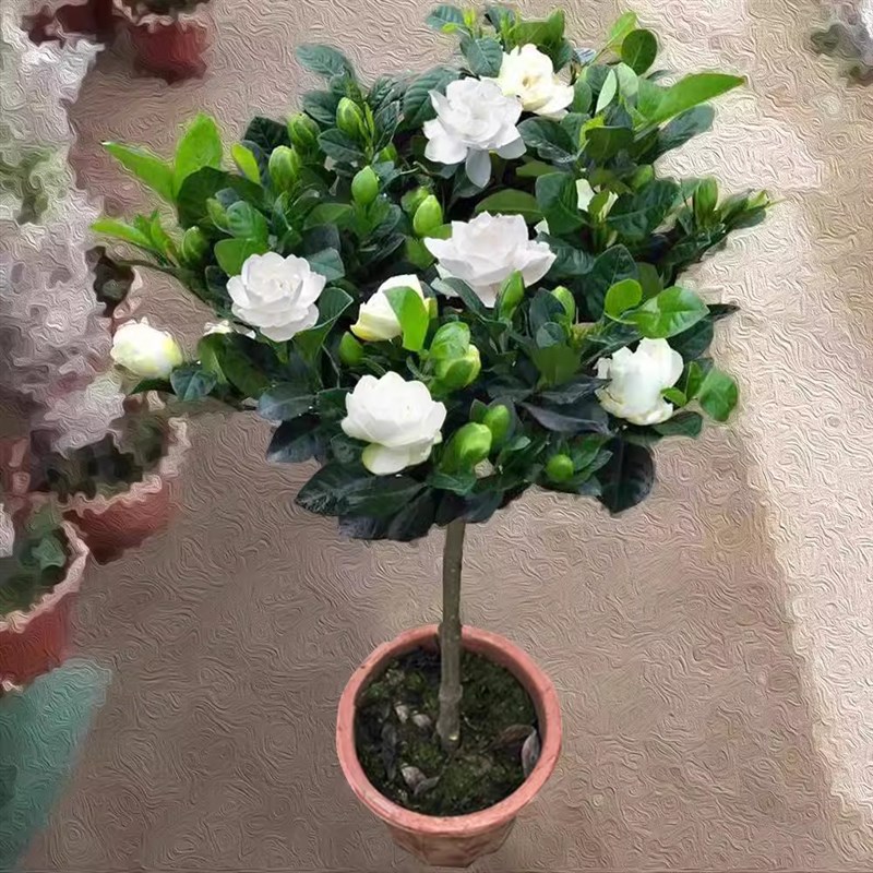 老桩大叶栀子花大树苗大棵栀子花浓香型开花独杆室内外花卉