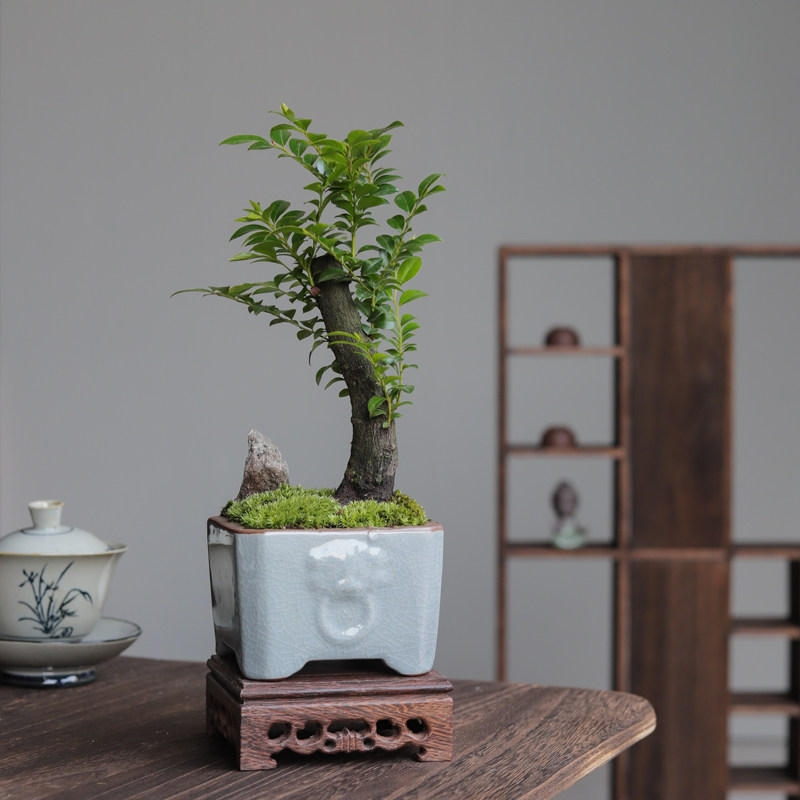 小叶紫檀盆景植物室内黑骨茶老桩盆栽办公室摆件四季常青观叶绿植