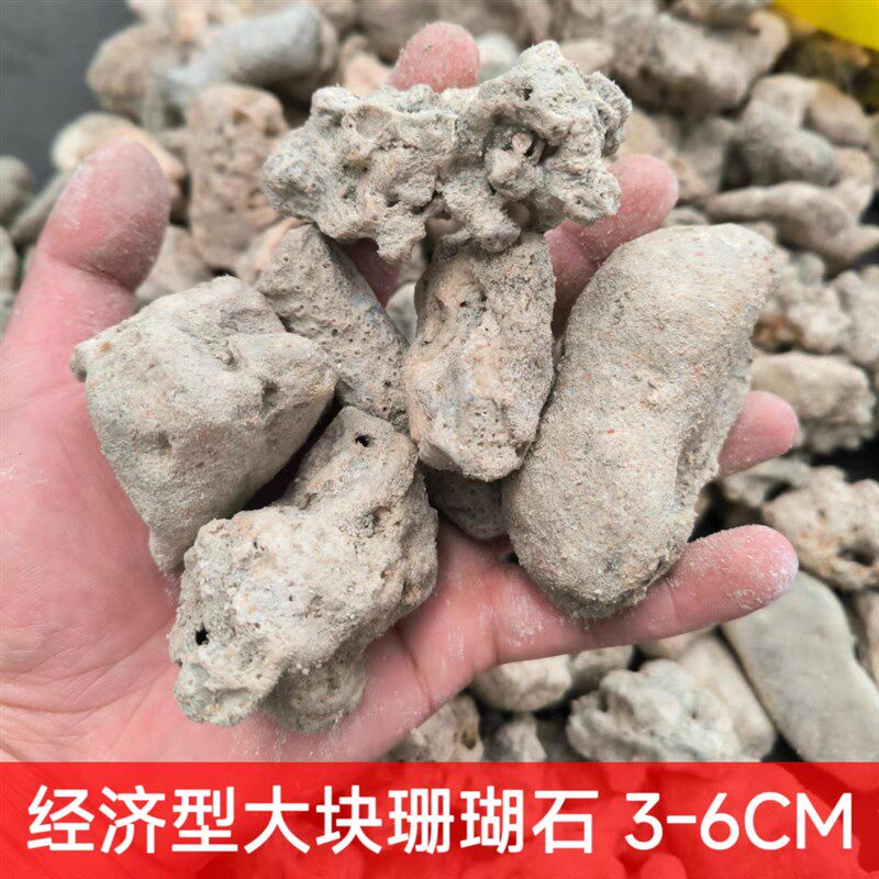 珊瑚石过滤锦鲤鱼池净水培菌滤材珊瑚沙海鲜池商用鱼缸珊瑚骨滤材
