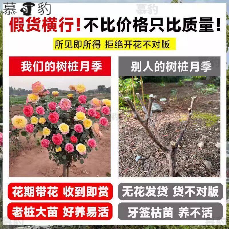 棒棒糖月季花苗带花苞大花浓香阳台庭院盆栽地栽树桩玫瑰花苗花卉