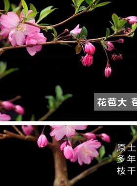 垂丝海棠花盆栽树苗原生重瓣老桩盆景庭院阳台耐寒花卉四季海棠果