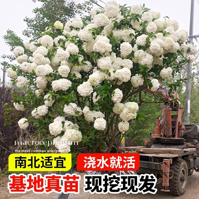 中华木绣球树苗室外地栽斗球麻球花小苗庭院别墅木本老桩植物盆栽图片