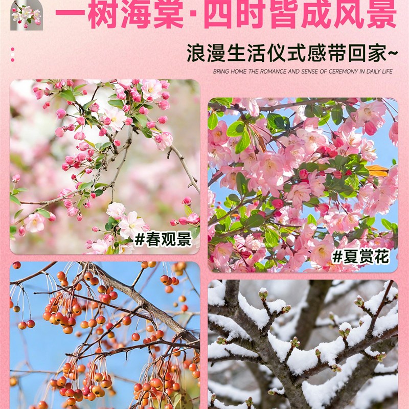 海棠花树苗高杆特大西府垂丝海棠树庭院别墅地栽室外四季花卉苗木