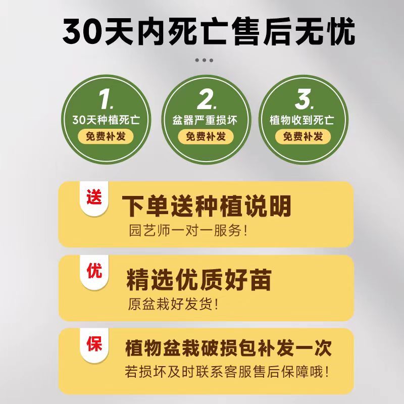 造型金钱榕大盆栽小叶盆景植物室内招财摇钱树客厅大型绿植发财树