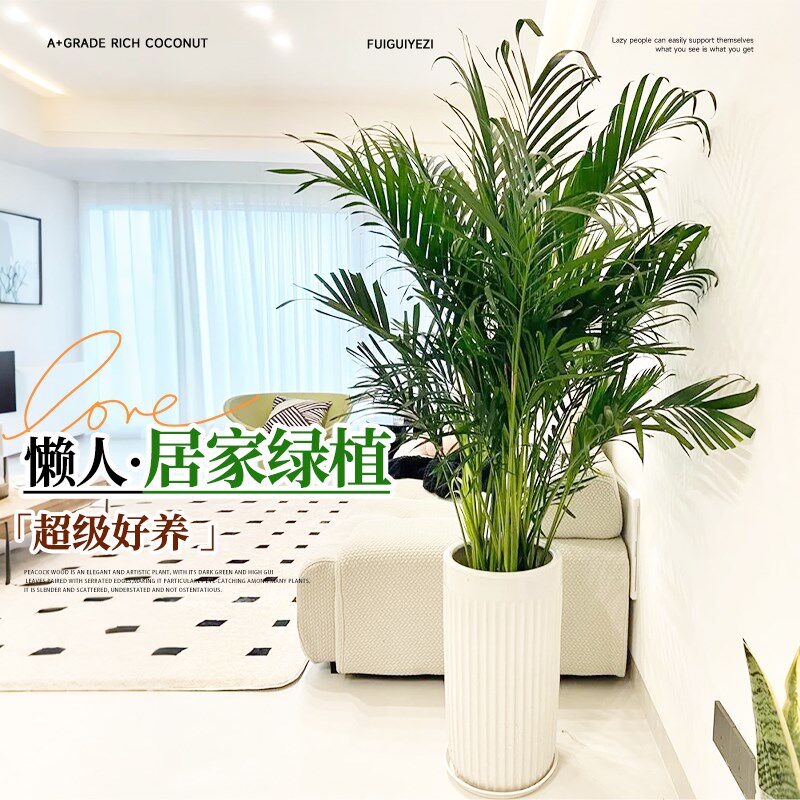 富贵椰子盆栽大型绿植散尾葵植物客厅办公室四季常青大号客厅盆景