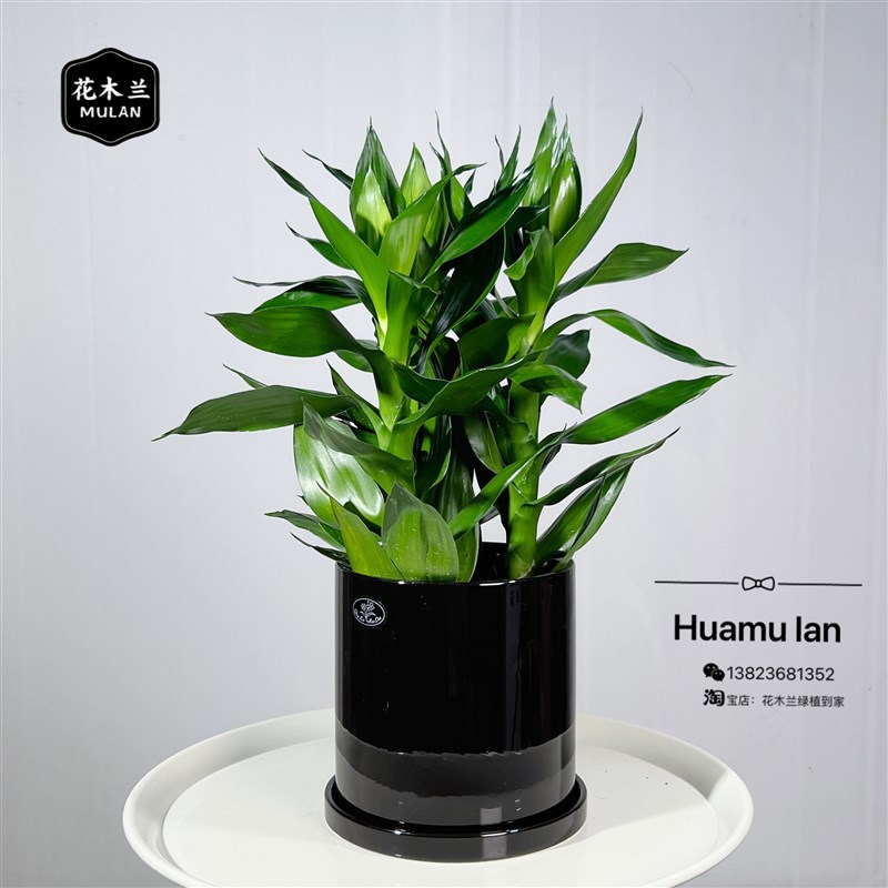 富贵竹开运竹水培盆栽绿植办公室盆栽节节高盆景水生植物转运竹