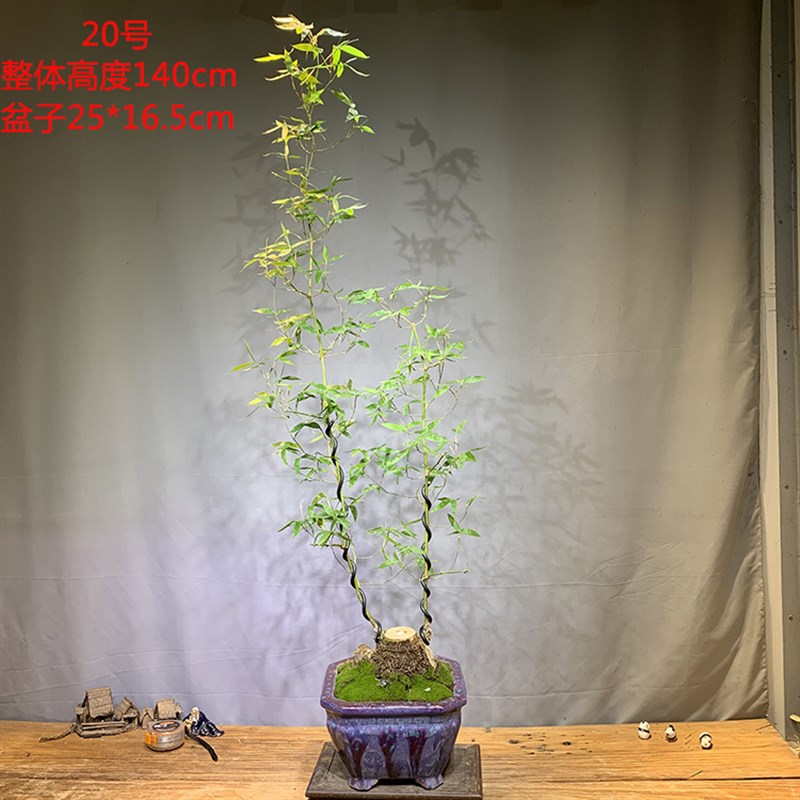 文人小叶簕竹阳台室内外桌面勒竹熟树桩绿植庭院花园盆景茶馆盆栽