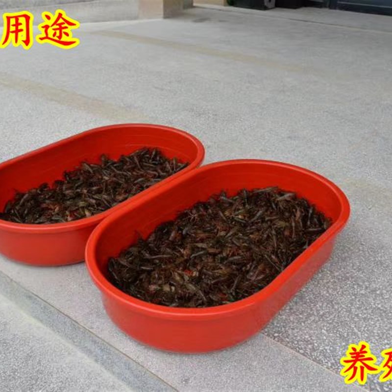 新料加厚养殖盆 腰盆 洗衣盆 长盆,养殖水产盆龙虾盆塑料盆大号