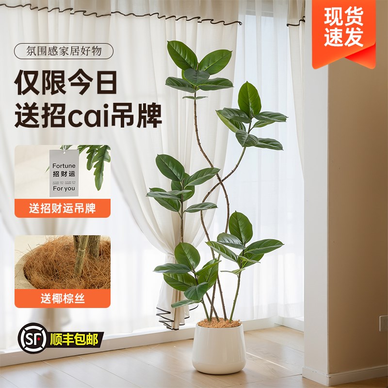 黑金刚橡皮树客厅大盆栽造型室内大型仿真绿植假花办公室阳台植物