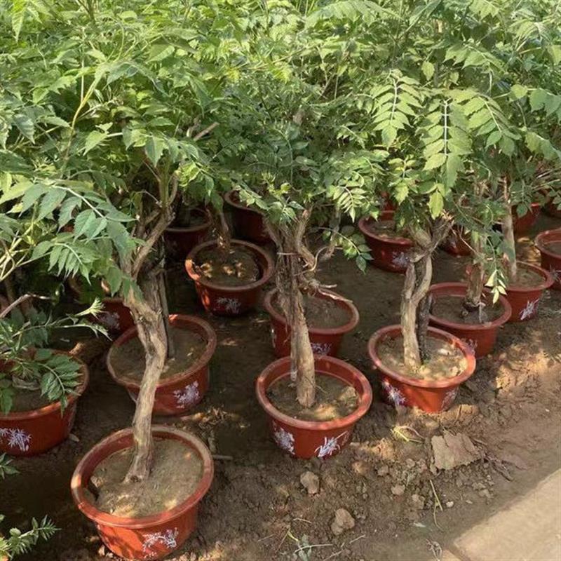 盆栽凌霄花苗爬藤耐寒植物庭院阳台楼顶攀援花卉绿植四季多花大苗