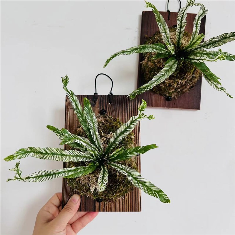 白锦鸟巢蕨花叶鸟巢蕨挂板挂墙绿植苔藓蕨类植物盆栽水培垂吊壁挂