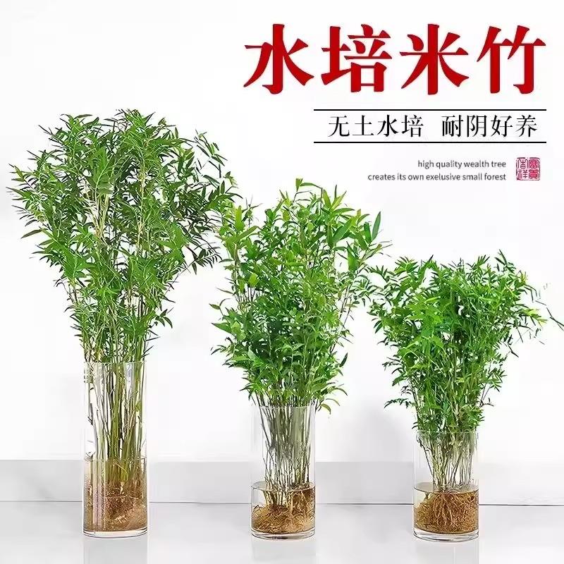 水培米竹室内盆栽植物水养观音竹富贵竹南天竹客厅懒人高级感绿植