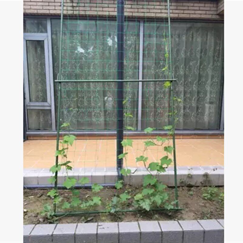 铁线莲蔷薇月季植物爬藤架攀爬爬墙花卉支架蔬菜结果塑料支柱花架