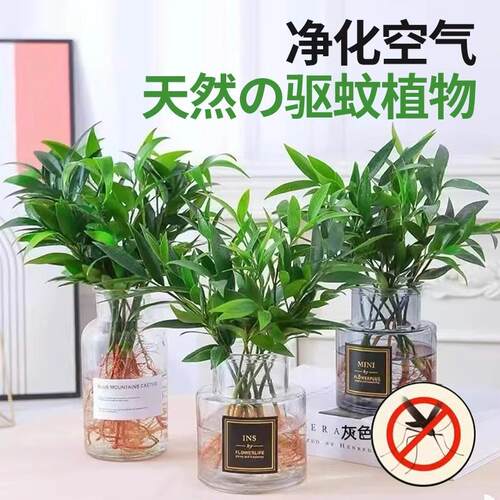 驱蚊竹柏办公室桌面驱蚊草大棵室内水养绿植花卉盆栽好养水培植物