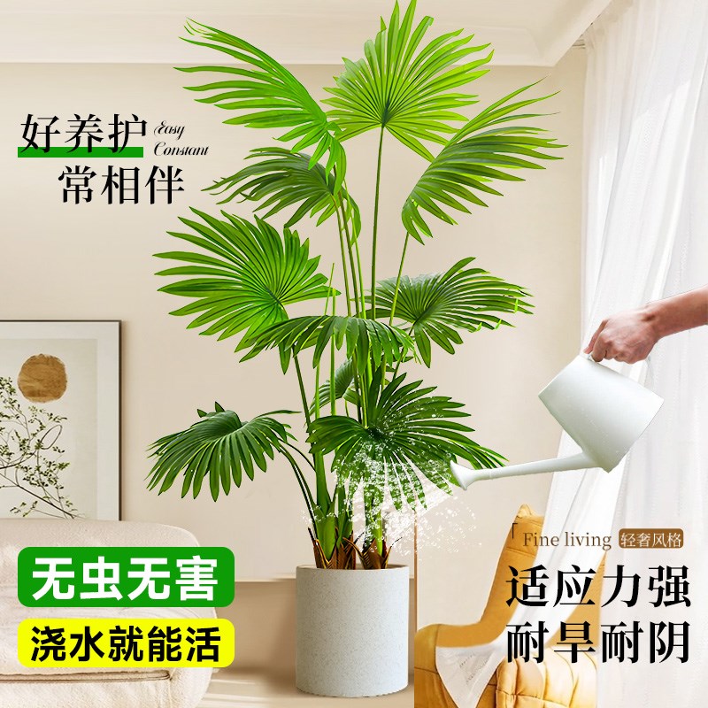大叶蒲葵树苗盆栽大型绿植观叶棕榈树扇叶室内外植物四季常青好养