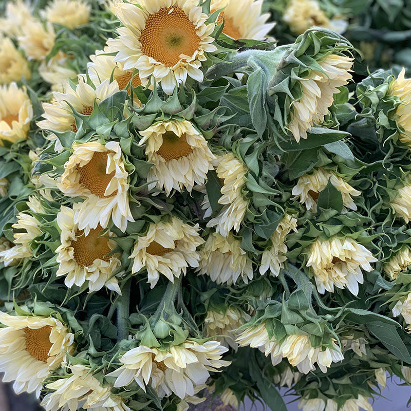 奶油色油画向日葵鲜花插花鲜花云南直发鲜切花真花水养节日礼品