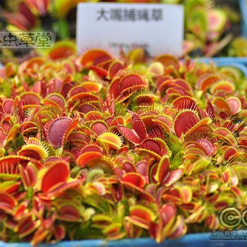 大嘴捕蝇草小虫草堂食虫植物盆栽食人花扑苍蝇大型超大灭室内多肉