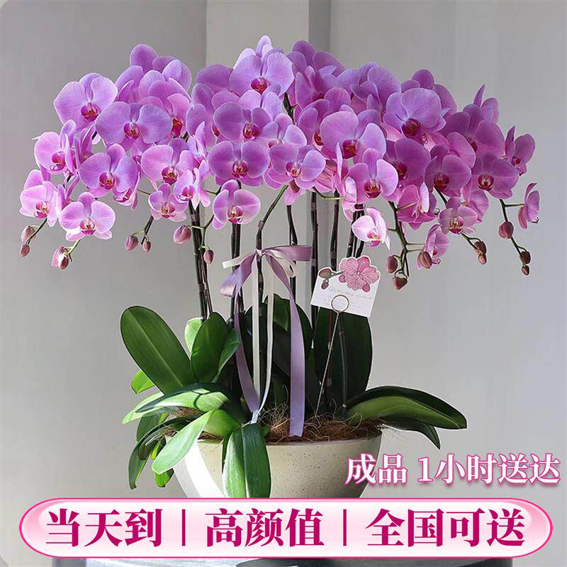 蝴蝶兰盆栽带真鲜花速递同城上海北京年宵花开业乔迁花卉广州成都