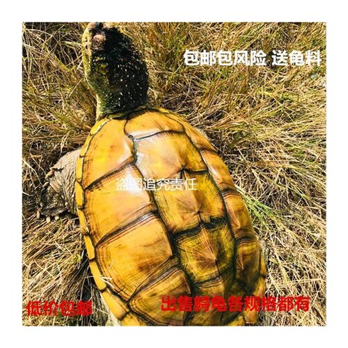 大鳄龟苗活体鳄鱼龟纯佛佛鳄刺鳄观赏特价出售乌龟食用鳄龟