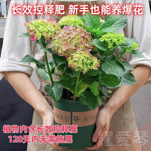 绣球花盆栽带花苞无尽夏花苗室内阳台室外花开花绿植四季花卉植物