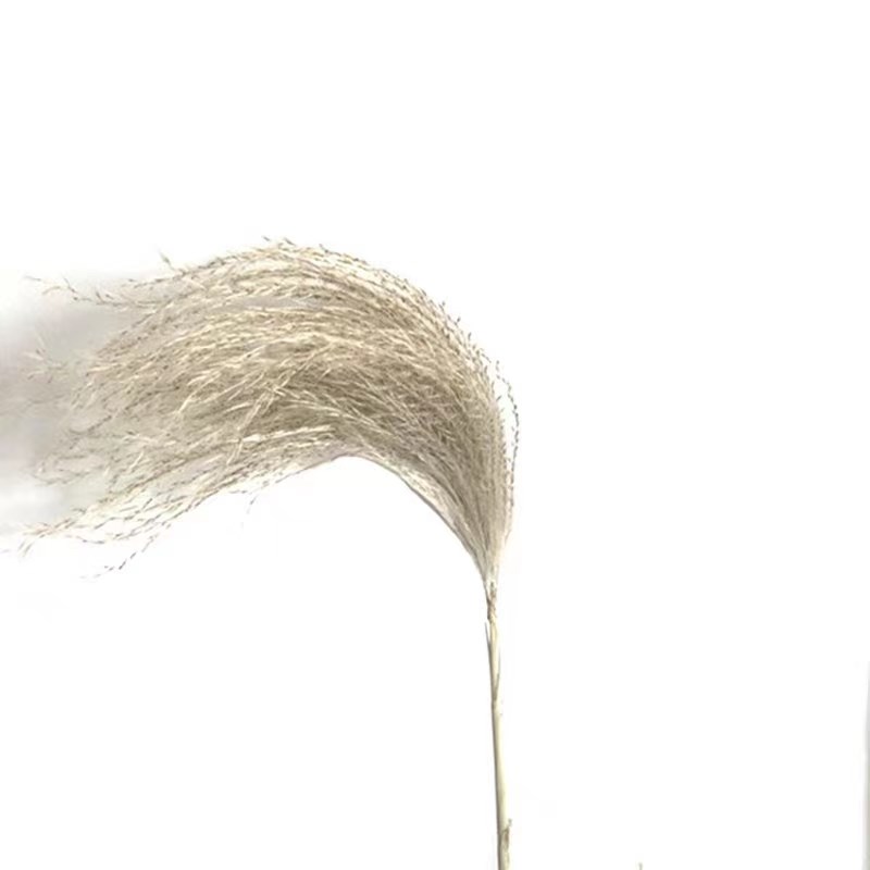 天然大芦苇干花花束芦拂尘花婚礼装饰客厅落地家居摆设拍摄道具田图片