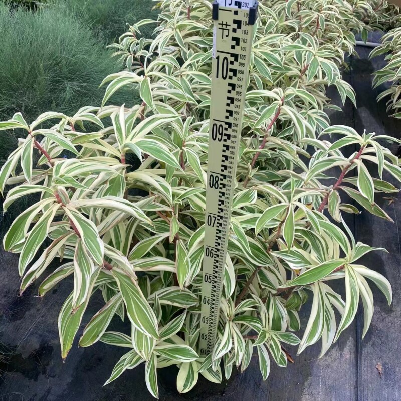 白锦花叶闭鞘姜盆栽花园阳台庭院别墅观叶花卉绿植露台室外大植物