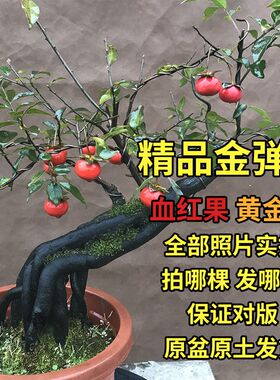 金弹子血红血钻葫芦果逸源红母桩盆景素材一号一拍原盆原土发货