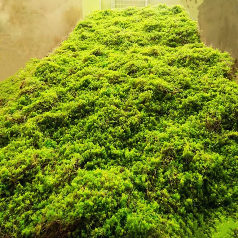 苔藓地毯青苔仿真草皮草坪商场墙贴花墙植物墙盆景盆栽假苔藓橱窗