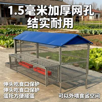 专利产品伸头吃食保护自动接蛋养殖笼防蛇防黄鼠狼尖顶防雨鸡笼