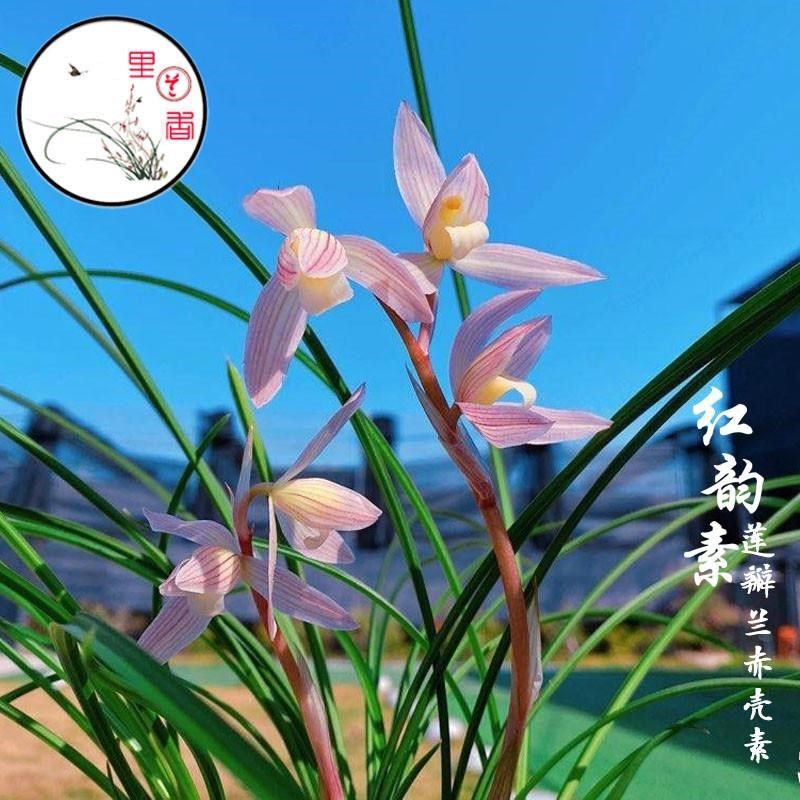 精品兰花苗莲瓣兰红韵素无花苞浓香花卉阳台进口颗粒使用裸根发货