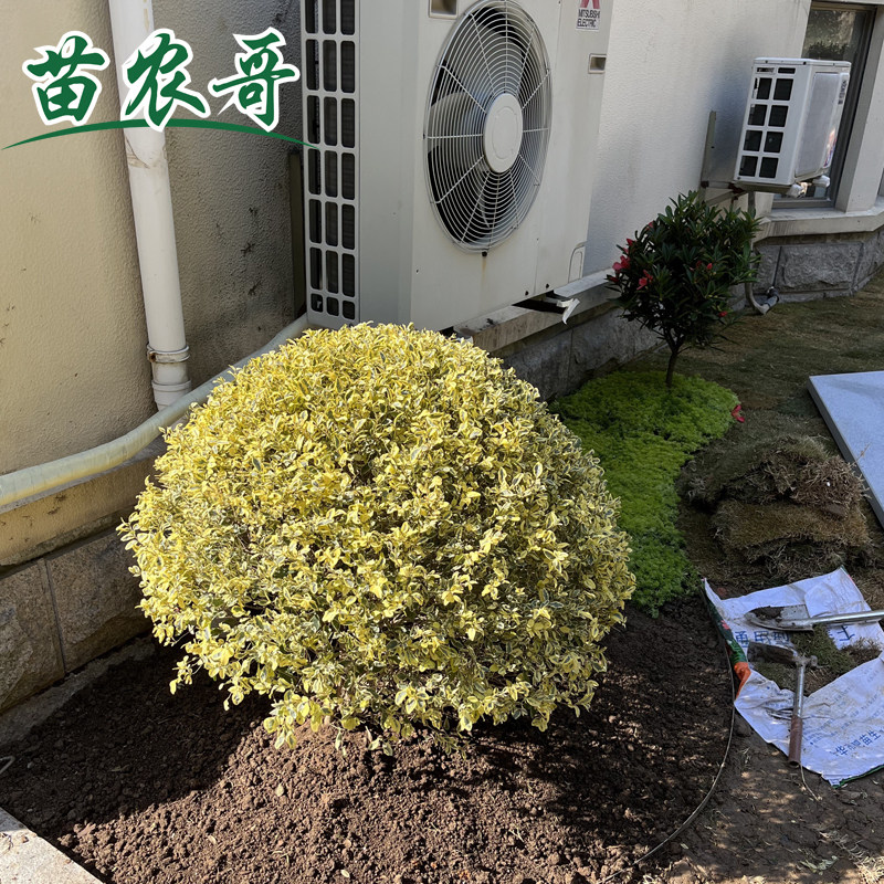 亮晶女贞棒棒糖川金滇蜡树苗小叶柠檬之光冬青先令球庭院花镜植物