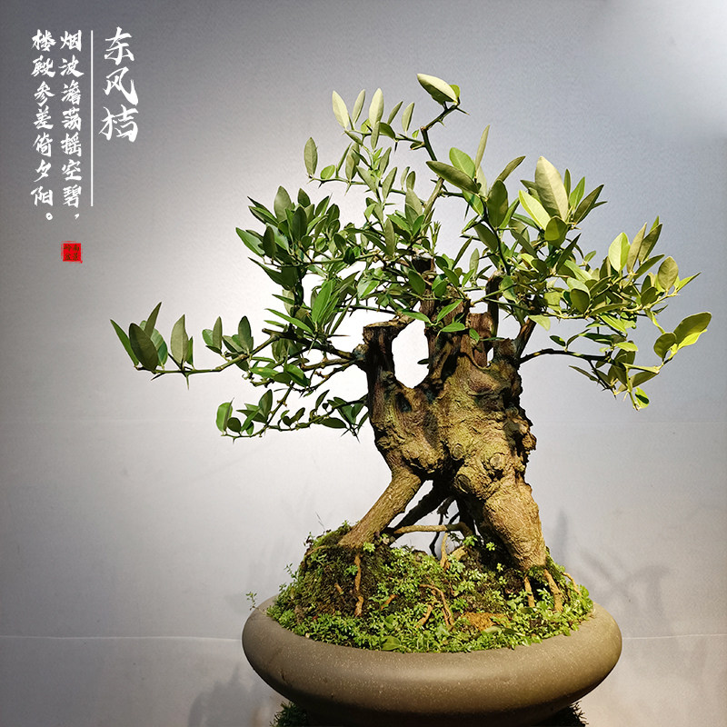 岭南造型山桔结果金豆盆景东风桔盆栽办公室茶馆桌面绿植四季常青