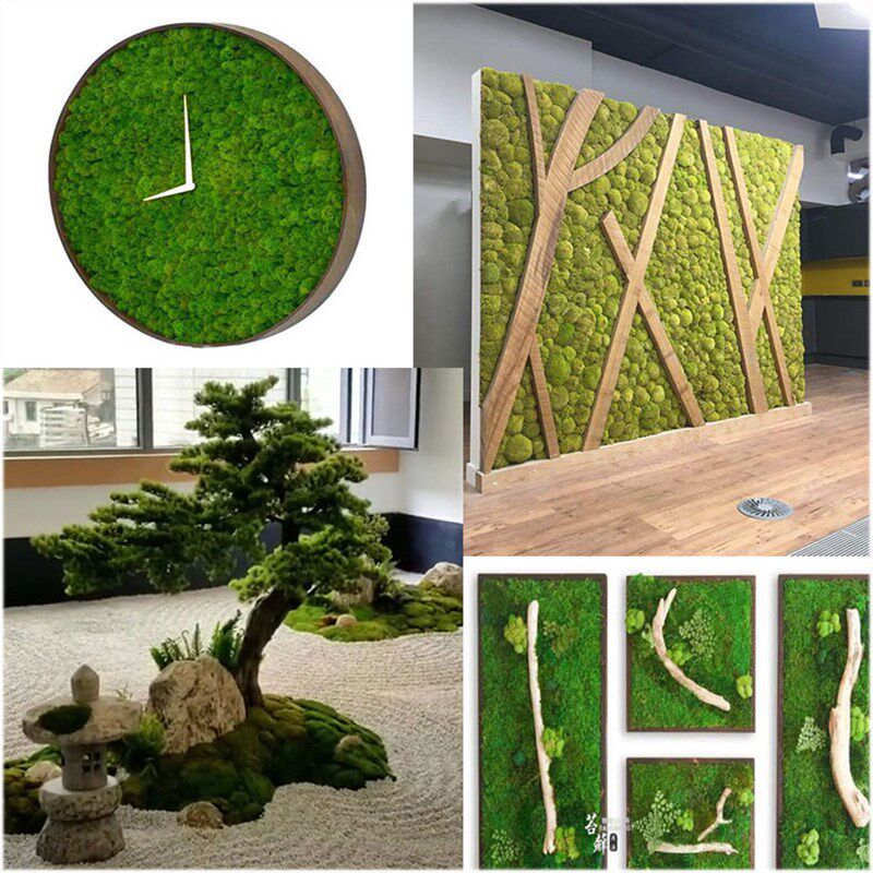 永生苔藓植物墙大灰曲尾大羽藓块真绿植墙干花背景墙青苔墙植被藓